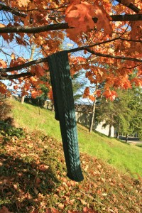 greenscarf
