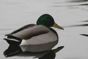 duck